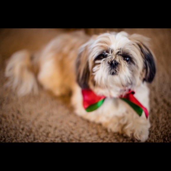 Meet your Posher, Blanca - Picture 1 of 1